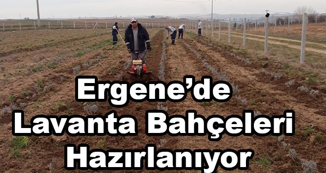 Ergene’de Lavanta Bahçeleri Hazırlanıyor