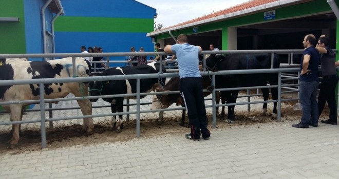 Büyükşehir Belediyesi Kurban Bayramına Hazır