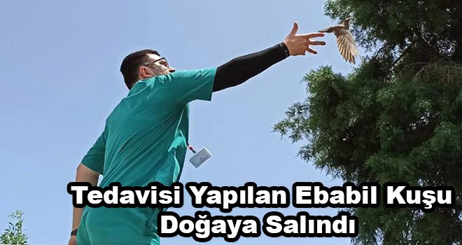 Tedavisi Yapılan Ebabil Kuşu Doğaya Salındı