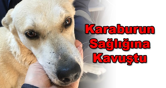 Kanserli Karaburun Sağlığına Kavuştu