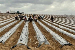 Ergene’de Çilek Fideleri Toprakla Buluştu