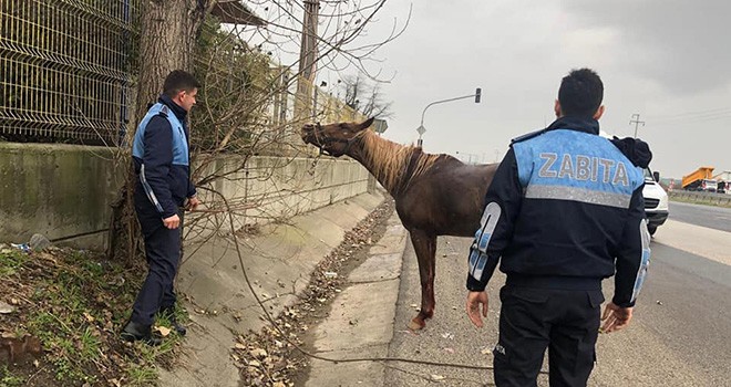 Belediye Yaralı Atı Tedavi Etti