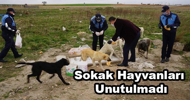 Sokak Hayvanları Unutulmadı