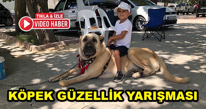 Köpek Güzellik Yarışması Düzenlendi