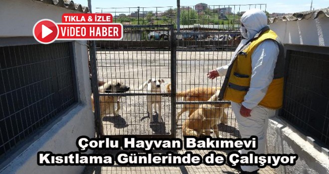 Çorlu Belediyesi Hayvan Bakımevi Kısıtlama Günlerinde de Çalışmalarını Sürdürüyor