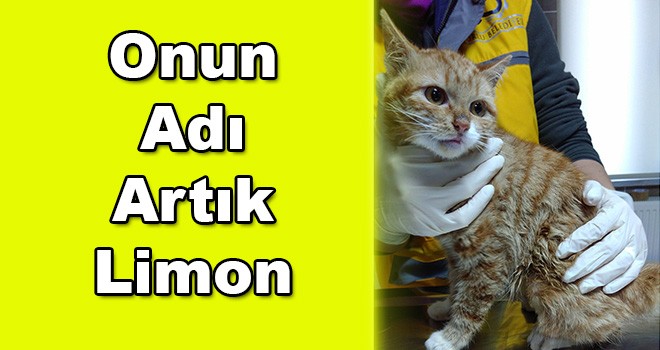 Limon Sağlığına Kavuşacak