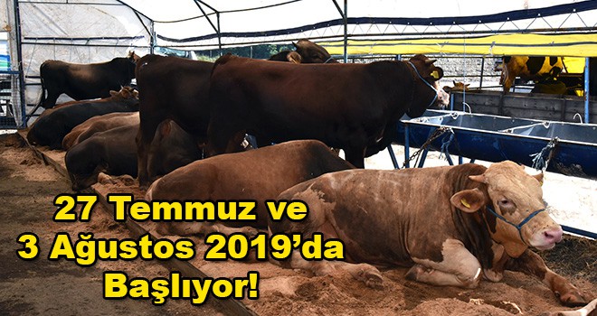 Kurban Satış Merkezi'nde Hazırlıklar Tamamlanıyor