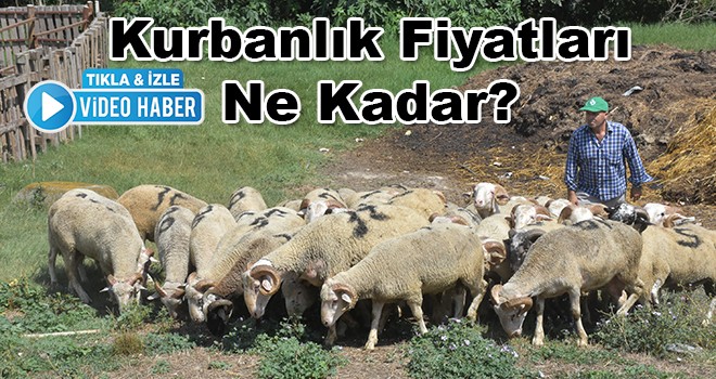 Kurbanlık Fiyatları Ne Kadar?