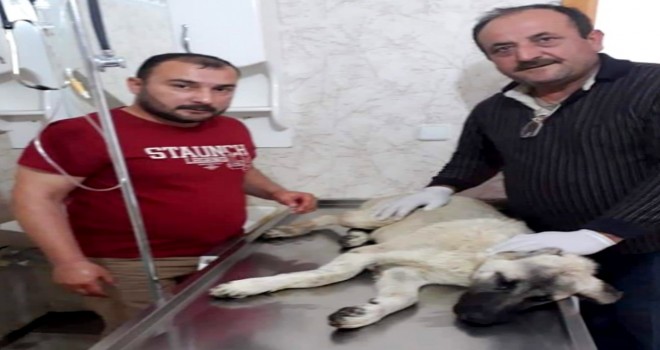 Bacağı Kırılan Sokak Köpeği Tedavi Edildi