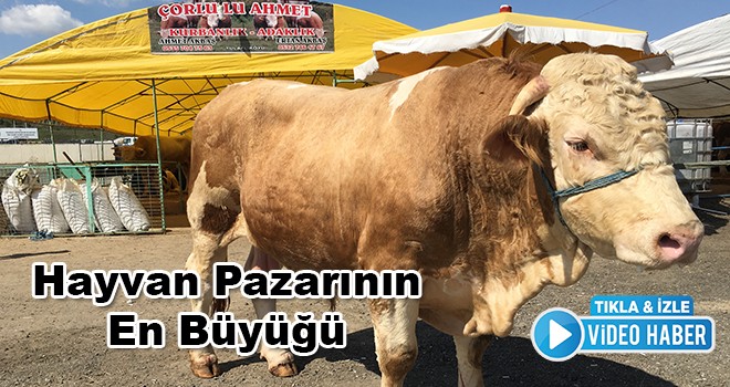 Hayvan Pazarının En Büyüğü 1 Tonluk Paşa