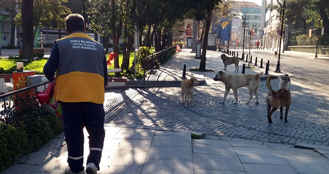 460 Köpeğe Kuduz Aşısı Uygulandı