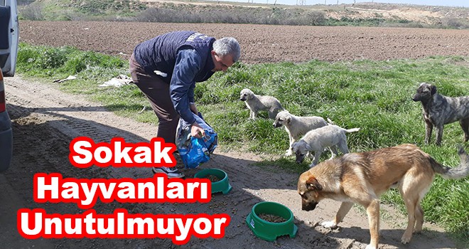 Çorlu’da Sokak Hayvanları Unutulmuyor