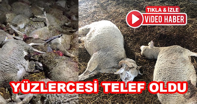 Yüzlerce Koyun Telef Oldu