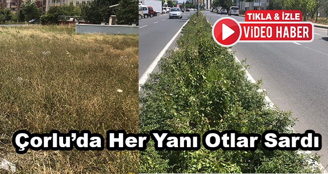 Çorlu’da her yanı otlar sardı