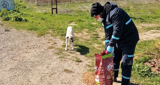 Kısıtlamada Sokak Hayvanları Yalnız Kalmadı